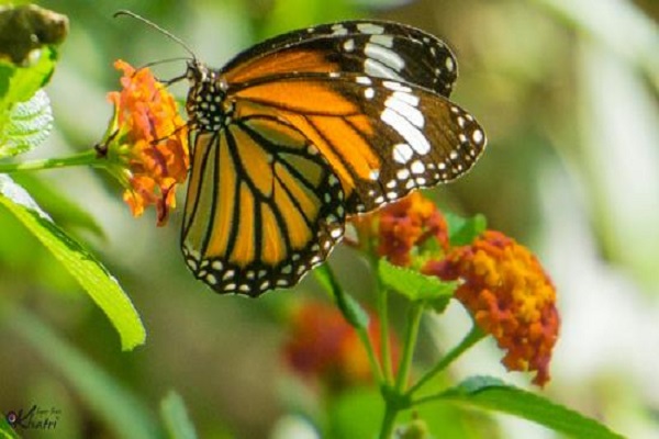 Butterfly Park